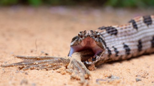 Researchers find snake venom complexity is driven by prey diet