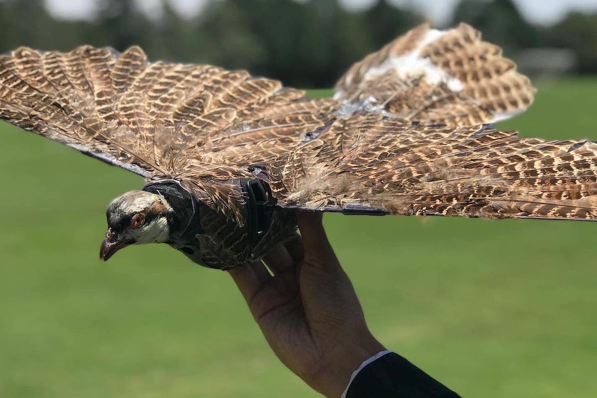 Why Taxidermy Birds Are Being Turned Into Drones