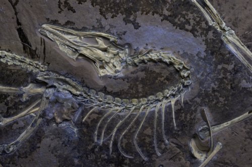UV light and CT scans help scientists unlock hidden details in a perfectly-preserved fossil Archaeopteryx