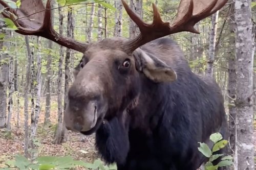 No surprise this standoff between a man and a moose went viral 😳