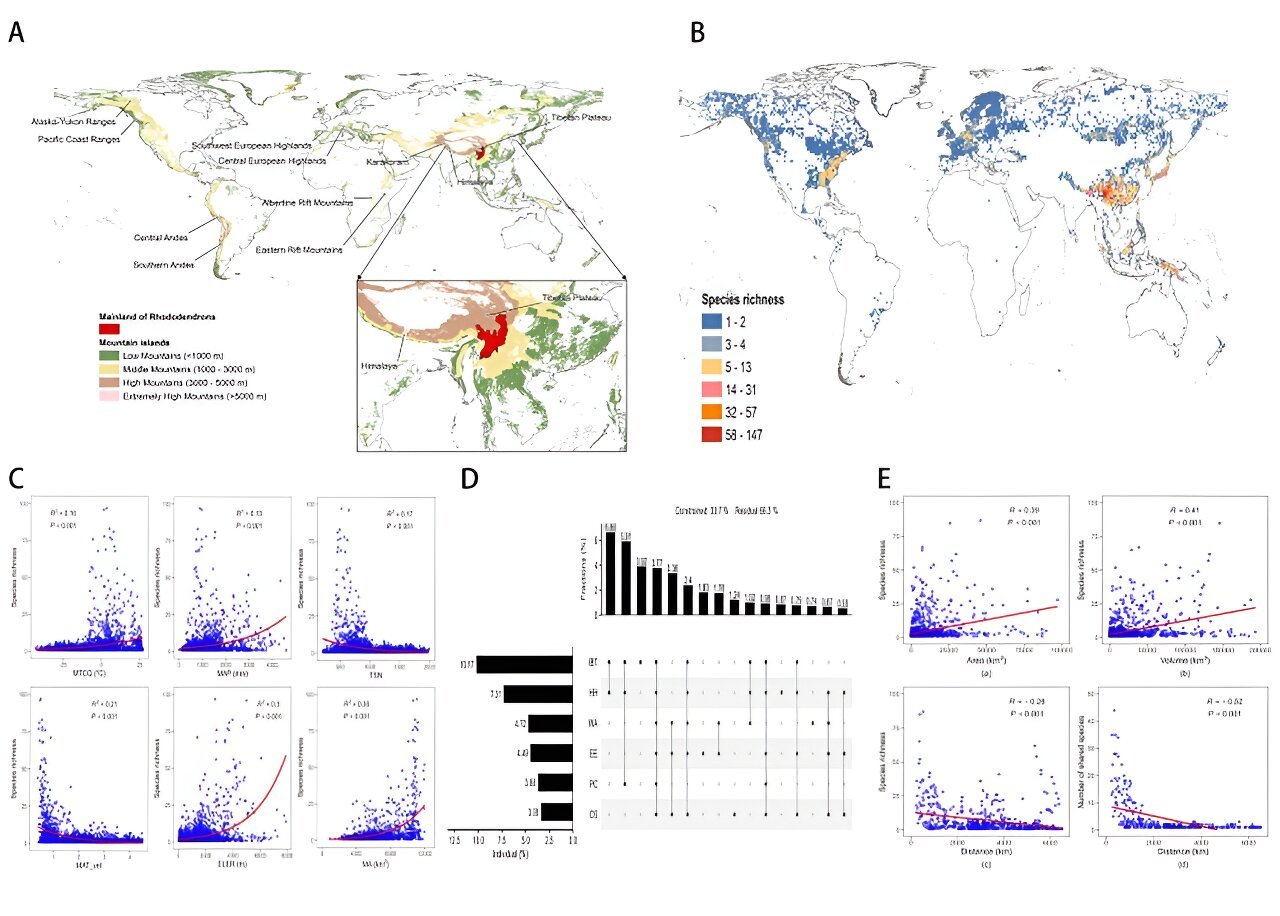 Island biogeography theory and habitat heterogeneity help explain global patterns of Rhododendron diversity