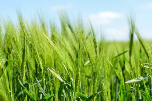Growing food with air and solar power: More efficient than planting crops