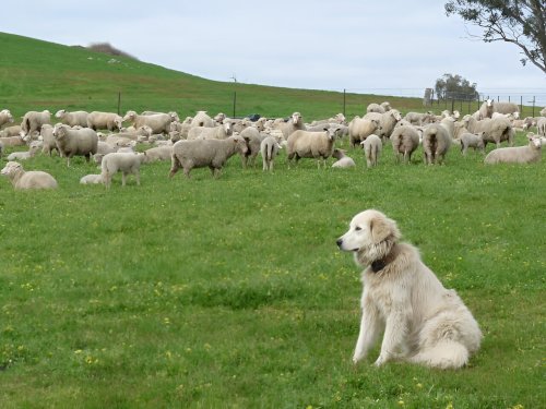 Livestock guardian dogs create landscape of fear for predators
