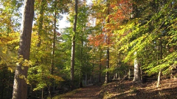 Enjoy Camping Among the Most Beautiful Fall Foliage at Pocahontas State Park