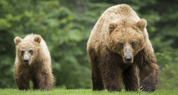 How To Deal With The 5 Most Dangerous Animals In North America