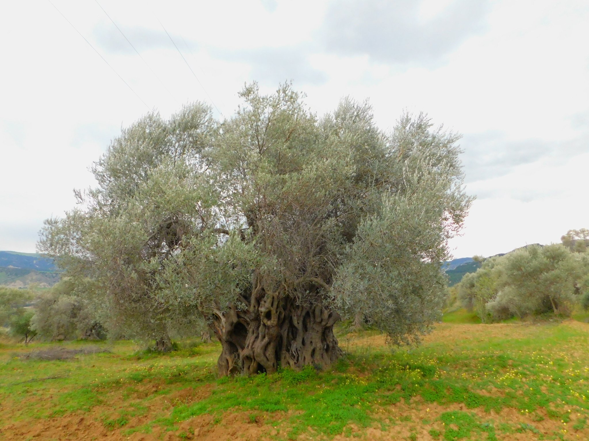 The olive landscape: A nearly 4,000-year-old legacy of human-nature interaction in the Central Mediterranean