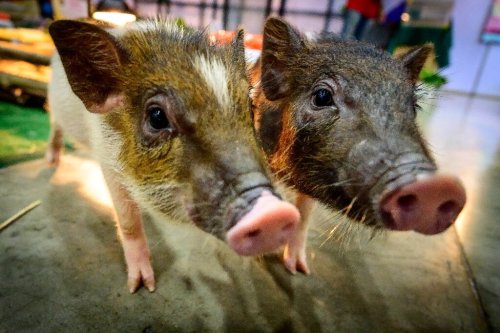 Mammals can breathe through anus in emergencies