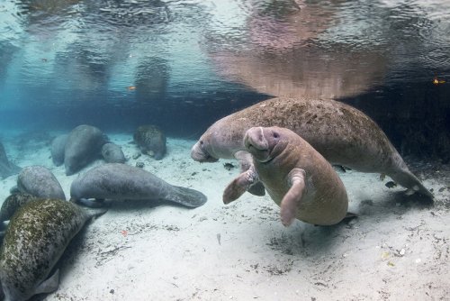 Close to 1,000 manatees enjoy a swim in the warm water together before migration