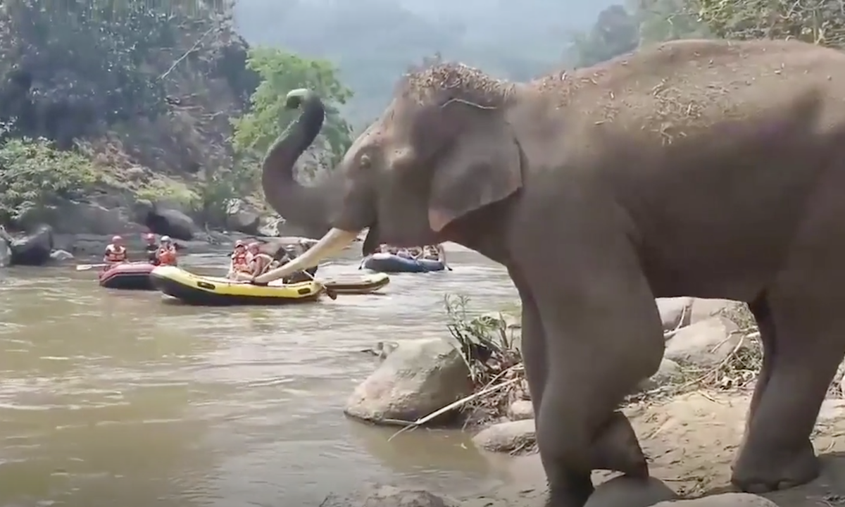 Watch: Adorable Elephant Waves Hello to Tourists Rafting in Thailand