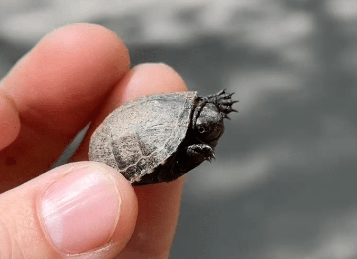Watch: Turtles Don’t Get Much Cuter Than This
