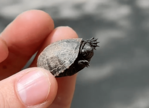 This video of the smallest/cutest turtle in the world will make your day