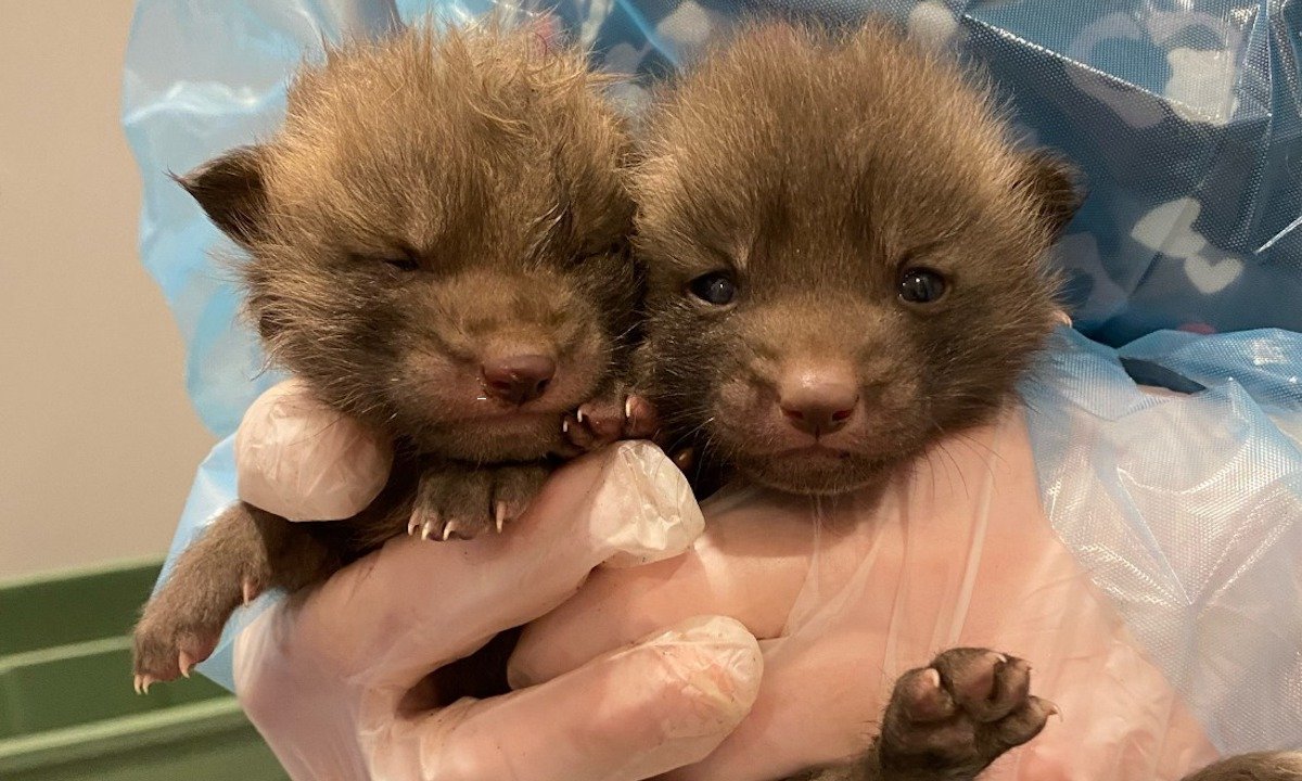 Rescuers Just Saved These Tiny Baby Foxes from a Minnesota Lake 