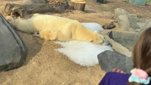 Why everyone is upset about this picture of a polar bear at the St. Louis zoo 