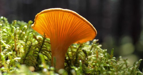 Mushrooms serve as 'main character' in most ecosystems