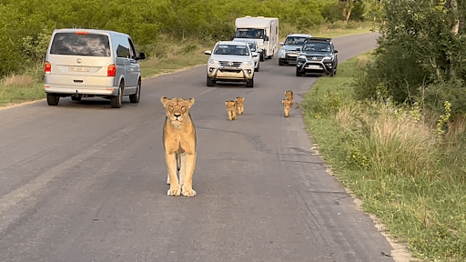 Lioness and Cubs Adorably Stop Traffic as They Cross the Road