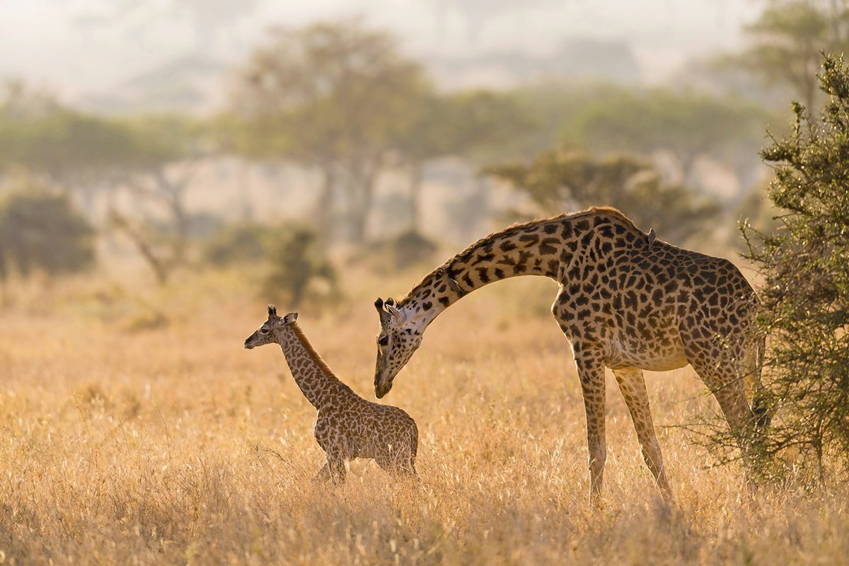 5 Amazing Examples of Mothering in Nature