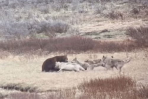 What happens when a grizzly bear gets surrounded by wolves? Watch and see