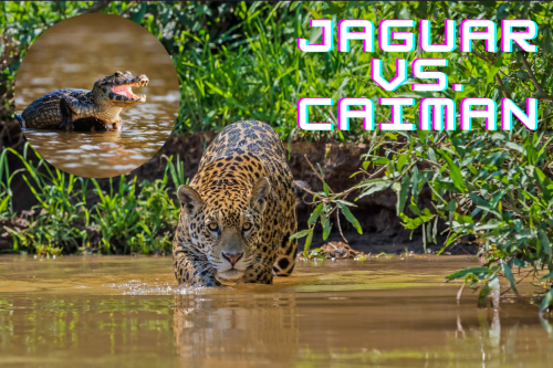 A jaguar leaped into the water and battled a caiman. You have to see this