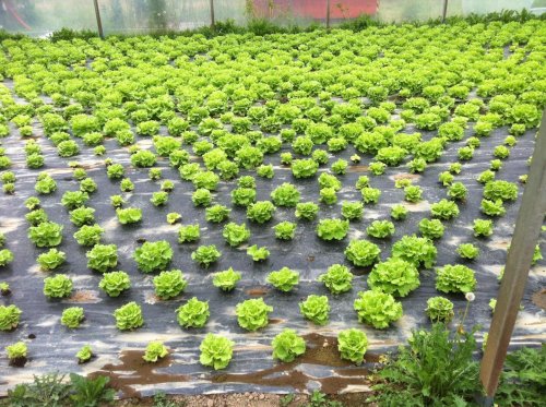 Beer byproduct mixed with manure proves an excellent pesticide