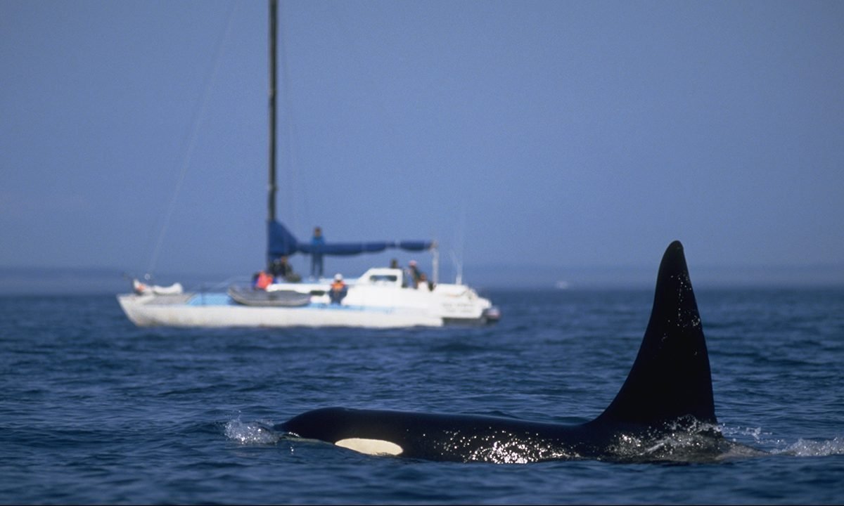 Captain From Orca Attack Worried Sailors Will Start Shooting Killer Whales