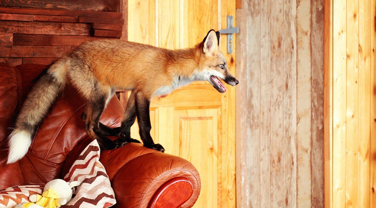 In London, Foxes Are Breaking Into Houses and Napping On People's Couches