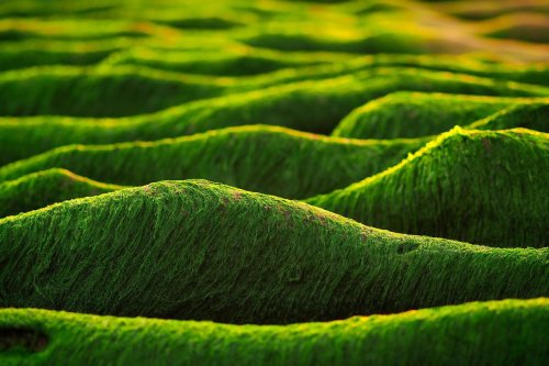 Nutrients in microalgae: An environmentally friendly alternative to fish