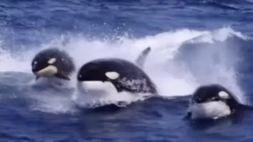 Watch these orcas take on a group of sperm whales in an intense confrontation 