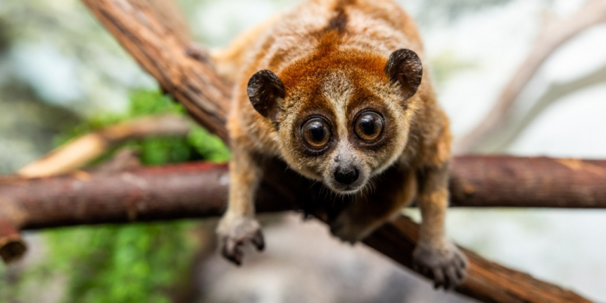 Don’t Cuddle These Super Cute, Dangerous Animals