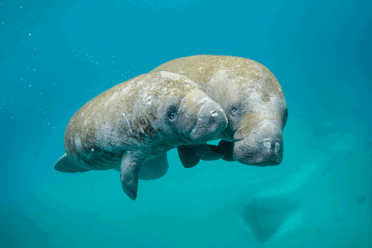Watch: Hundreds of Manatees Enjoy the Warm Waters of Florida Before Their Yearly Migration