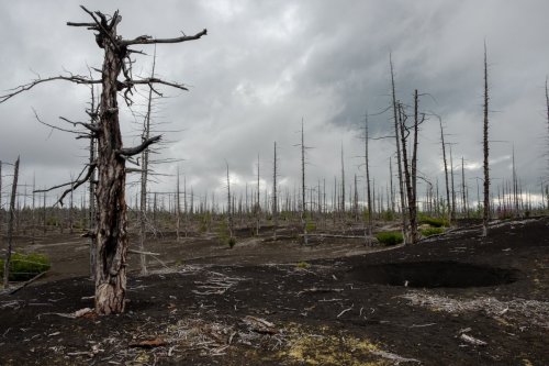 Por qué los árboles viejos resisten más y otras cosas que aprender para evitar la muerte de los bosques