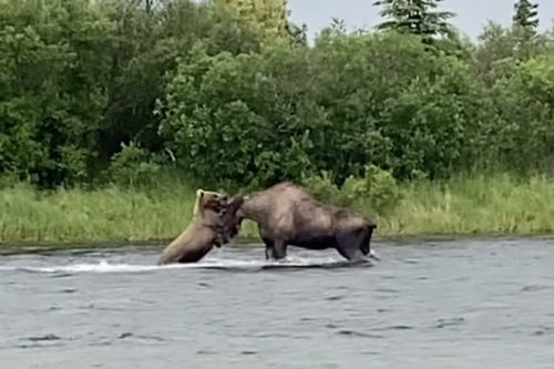 This brown bear fighting a moose is jaw-dropping