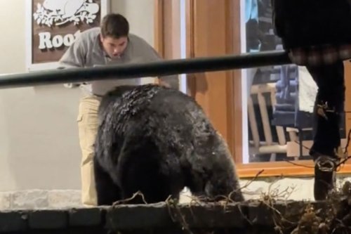 If you come face-to-face with a black bear, do *not* do what this man did