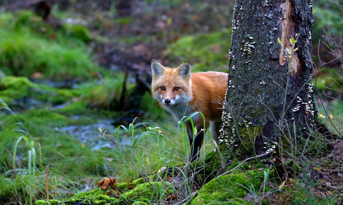 Sly Fox That Evaded Capture for Five Years Is Finally Caught