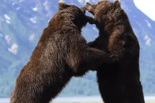 The ‘most awesome bear fight ever recorded’ has captivated the internet