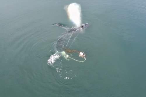 Watch a whale caught in fishing gear get rescued by wildlife officials