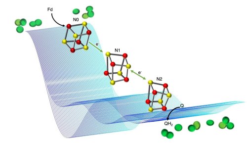 Insight into power generation in photosynthesis may lead to more resilient crops