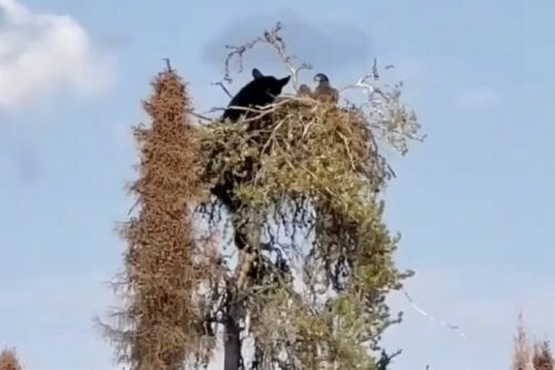 A bear went to great lengths (literally) climbing a tree to get to an eagle nest