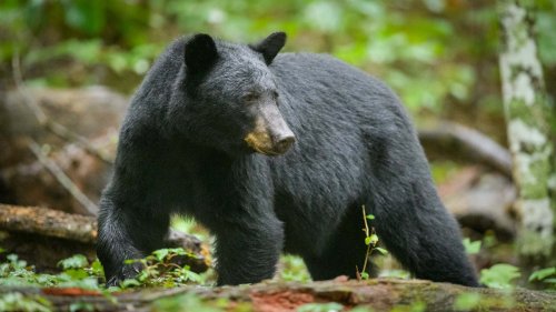 Canadian Hiker Facing Charges After Shooting Black Bear in Jasper National Park