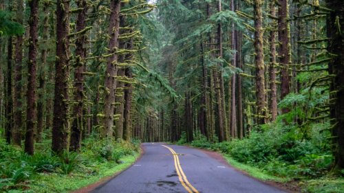 The Quietest Forest in America Is About to Reopen, Thanks to Unclaimed Lotto Winnings