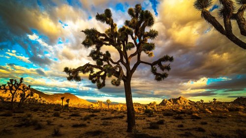 Joshua Tree National Park and a Local Tribe Will Collaborate Under a New Stewardship Agreement