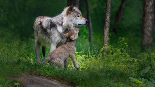 Colorado Just Released Its Wolf Reintroduction Plan