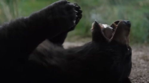 The Cocaine Bear Trailer Is Wild. The Real Story Is Weirder and Sadder.
