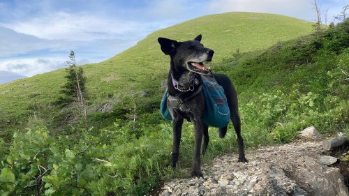 Sadie the Dog Tackled America’s Longest Hikes. Now, She’s Missing on the Appalachian Trail.