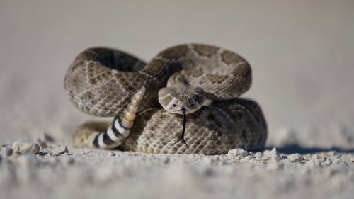 How to Protect Your Dog From Rattlesnake Bites