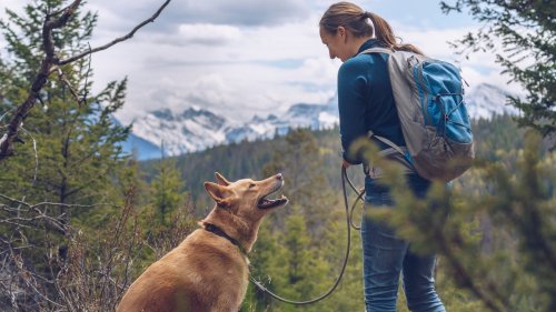 Every Hiking Dog Owner Should Know These First Aid Tricks
