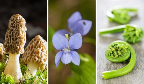 Spring Foraging for Beginners: 8 Easy Plants to Harvest and Eat
