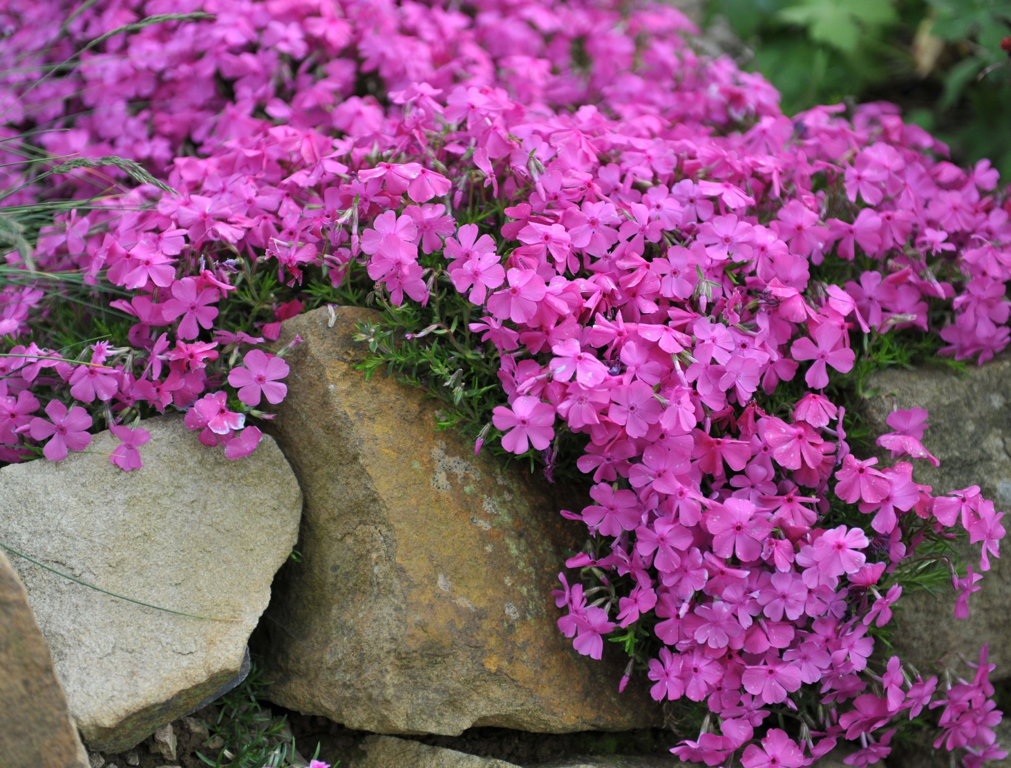 5 BEST GROUND COVERS TO PREVENT WEEDS | Flipboard