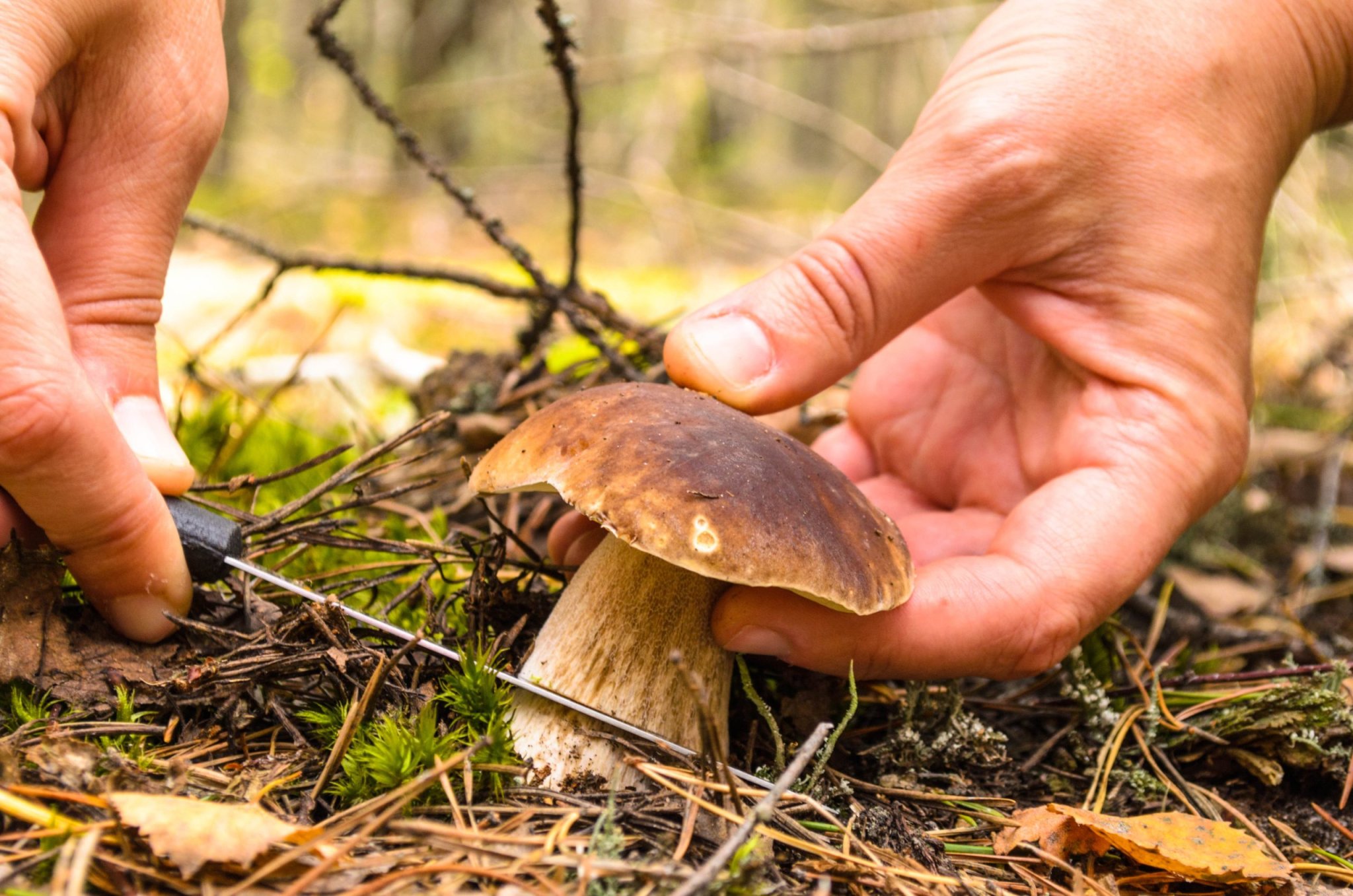 How to Get Rid of Mushrooms in Your Lawn