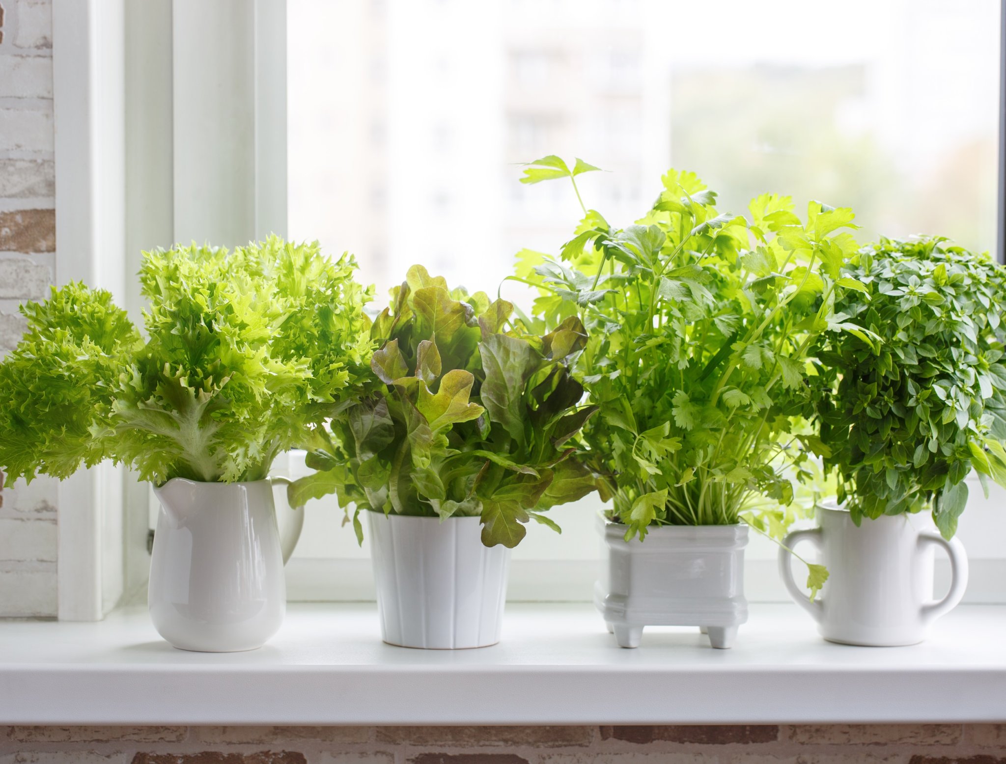 The Best Herbs To Plant Together in Containers