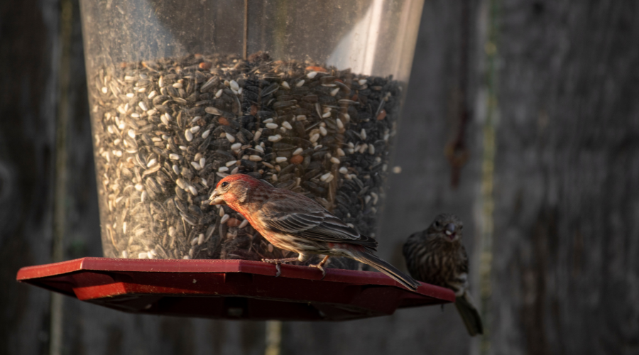 21 of the Most Common Backyard Birds